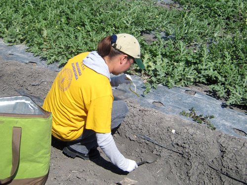 Sampling soil